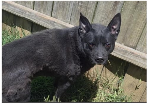 BAXTER - Shepherd / Australian Kelpie available for adoption