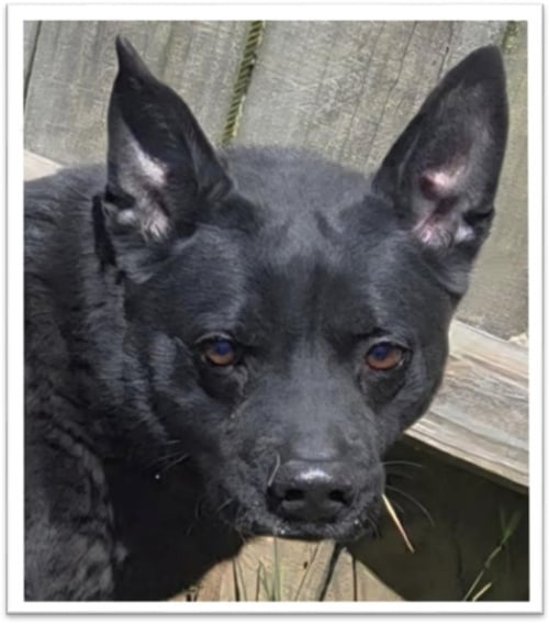 BAXTER - Shepherd / Australian Kelpie available for adoption