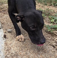 Skeeter - Photo 7