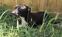 Skeeter - Photo 4