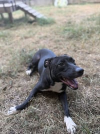 Skeeter - Photo 2