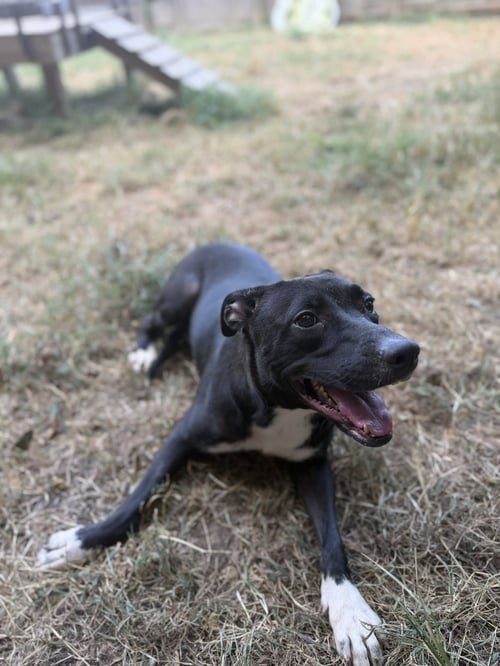 SKEETER - Pit Bull Terrier / Staffordshire Bull Terrier available for adoption