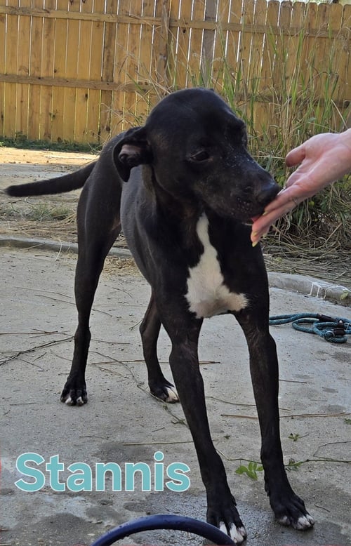 STANNIS - Labrador Retriever / Whippet available for adoption