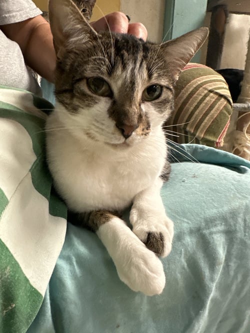 BONNIE RAITT - Domestic Short Hair available for adoption