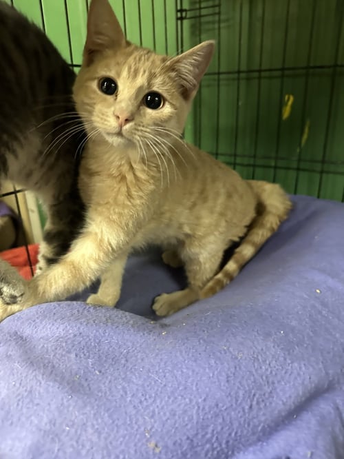 SCOTCH - Domestic Short Hair available for adoption