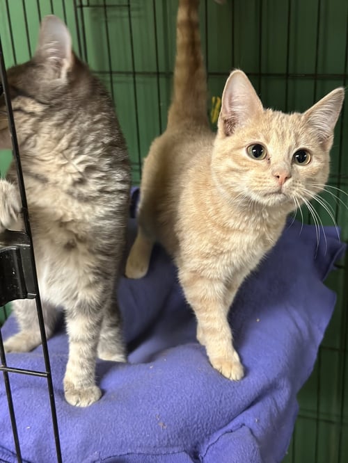 SCOTCH - Domestic Short Hair available for adoption