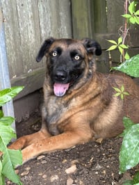 Sweat Pea (Mize) - Photo 4