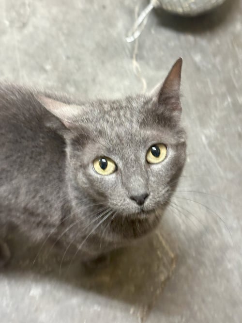 GHOST - Domestic Short Hair available for adoption