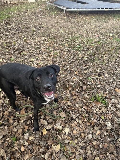 LUCKY - Black Labrador Retriever available for adoption