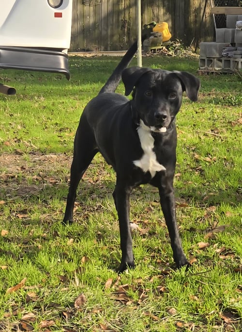 LUCKY - Black Labrador Retriever available for adoption