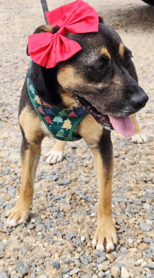 LITTLE MISS - Mountain Cur available for adoption