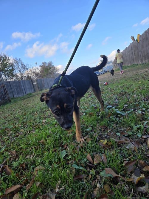 LITTLE MISS - Mountain Cur available for adoption