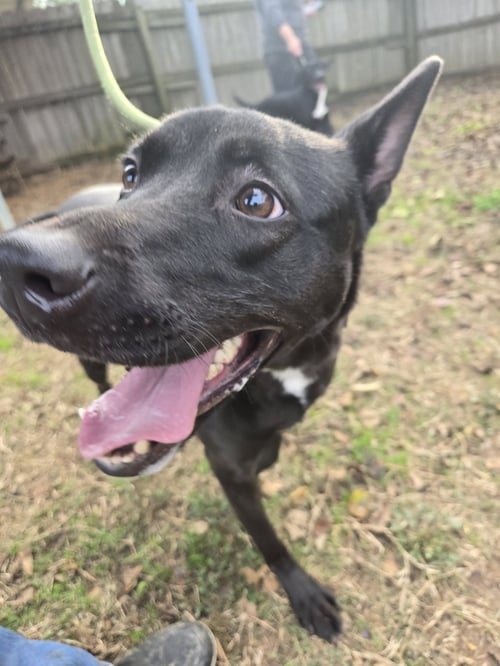 ELLA - Black Labrador Retriever available for adoption