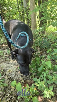 Ella - Photo 3