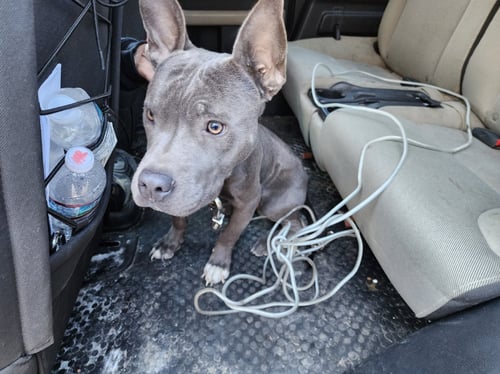FIREPLUG - Terrier / American Bulldog available for adoption