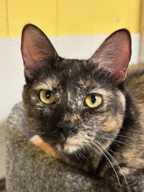 MEADOW - Domestic Short Hair available for adoption