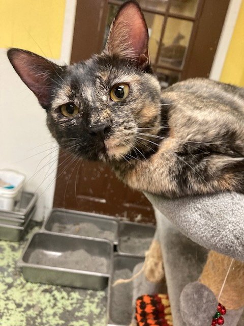 MEADOW - Domestic Short Hair available for adoption
