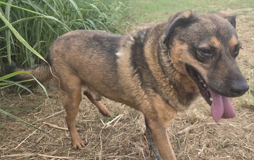JETSON - German Shepherd Dog / Chow Chow available for adoption