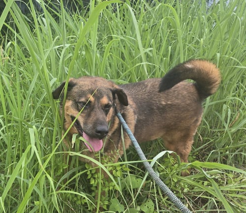 JETSON - German Shepherd Dog / Chow Chow available for adoption