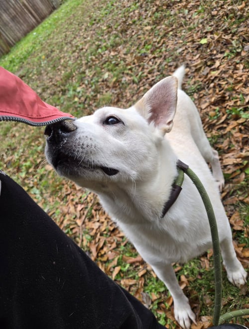 APOLLO - Labrador Retriever / German Shepherd Dog available for adoption