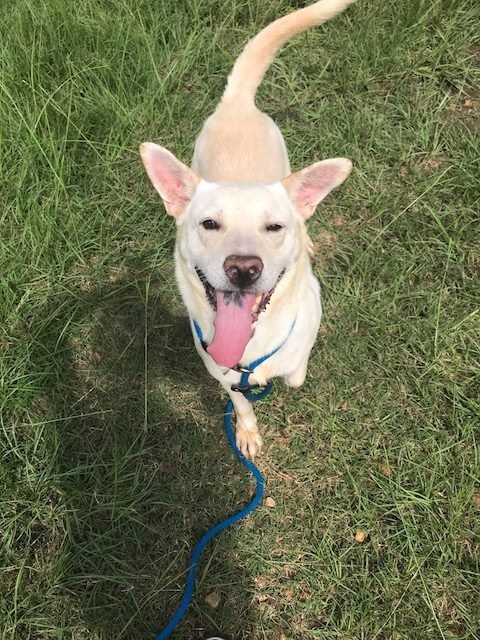 APOLLO - Labrador Retriever / German Shepherd Dog available for adoption