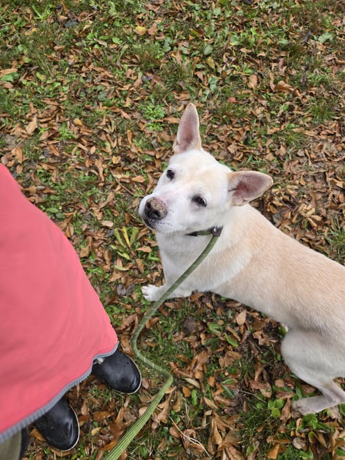 APOLLO - Labrador Retriever / German Shepherd Dog available for adoption