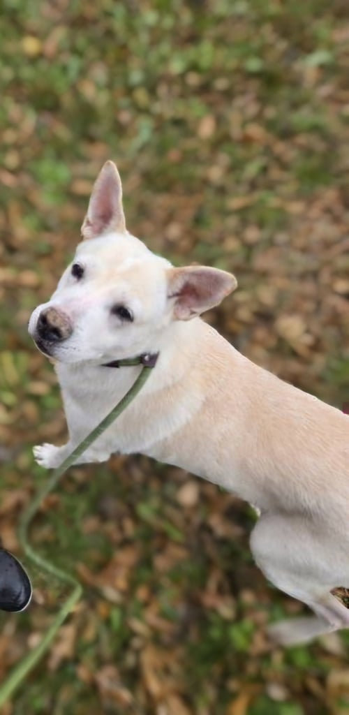 APOLLO - Labrador Retriever / German Shepherd Dog available for adoption