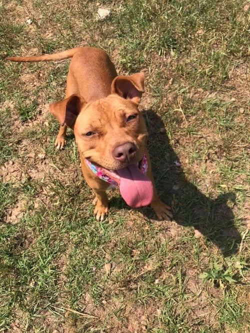 BABY CAKES - Staffordshire Bull Terrier available for adoption