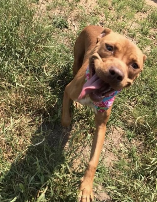 BABY CAKES - Staffordshire Bull Terrier available for adoption