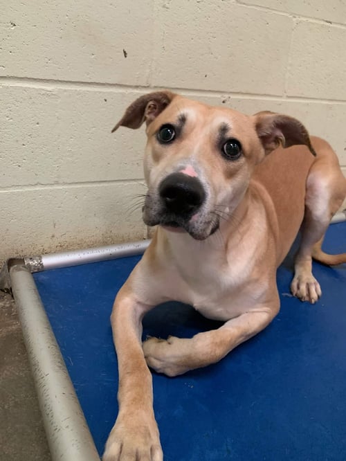 BAGEL - Labrador Retriever / Black Mouth Cur available for adoption