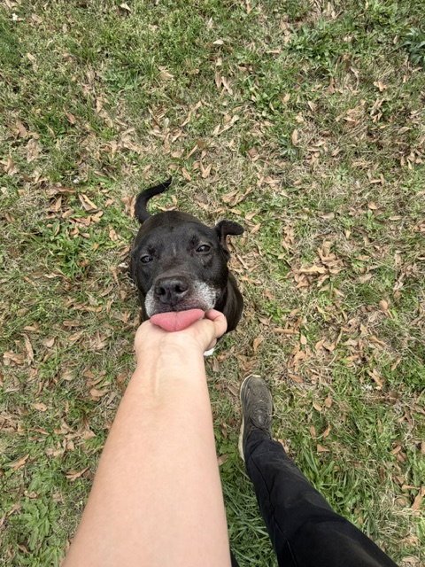 RHODA - Labrador Retriever available for adoption