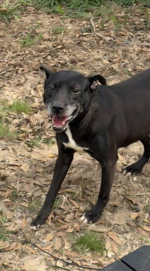 RHODA - Labrador Retriever available for adoption