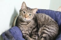 Mr Kat - Photo 2