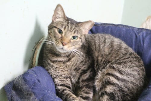 MR KAT - Domestic Short Hair available for adoption
