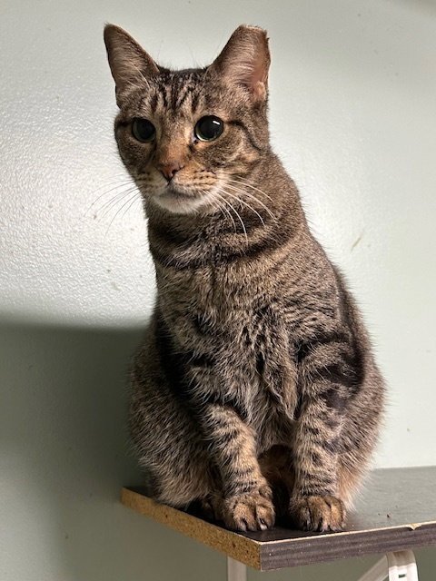 Mr Kat Image