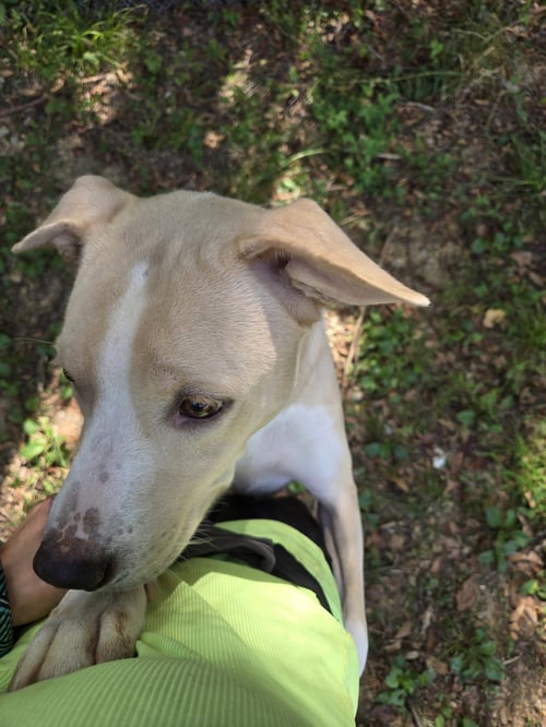 CLYDE - Labrador Retriever available for adoption