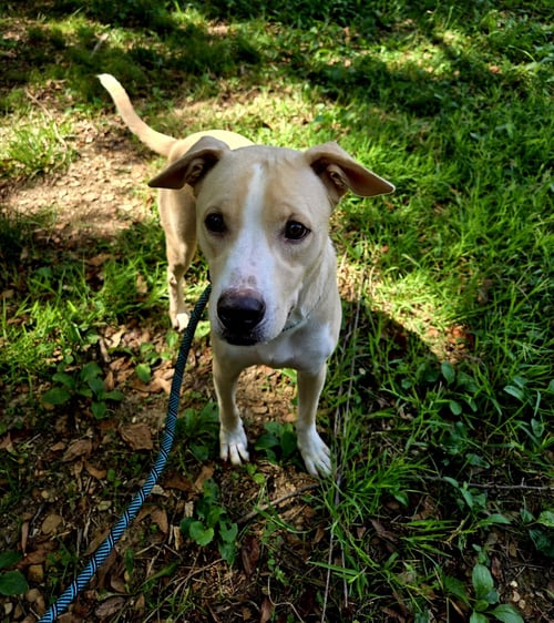 CLYDE - Labrador Retriever available for adoption