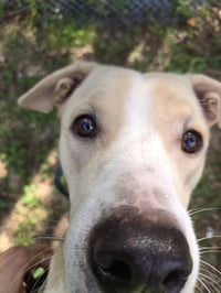 Clyde - Photo 3