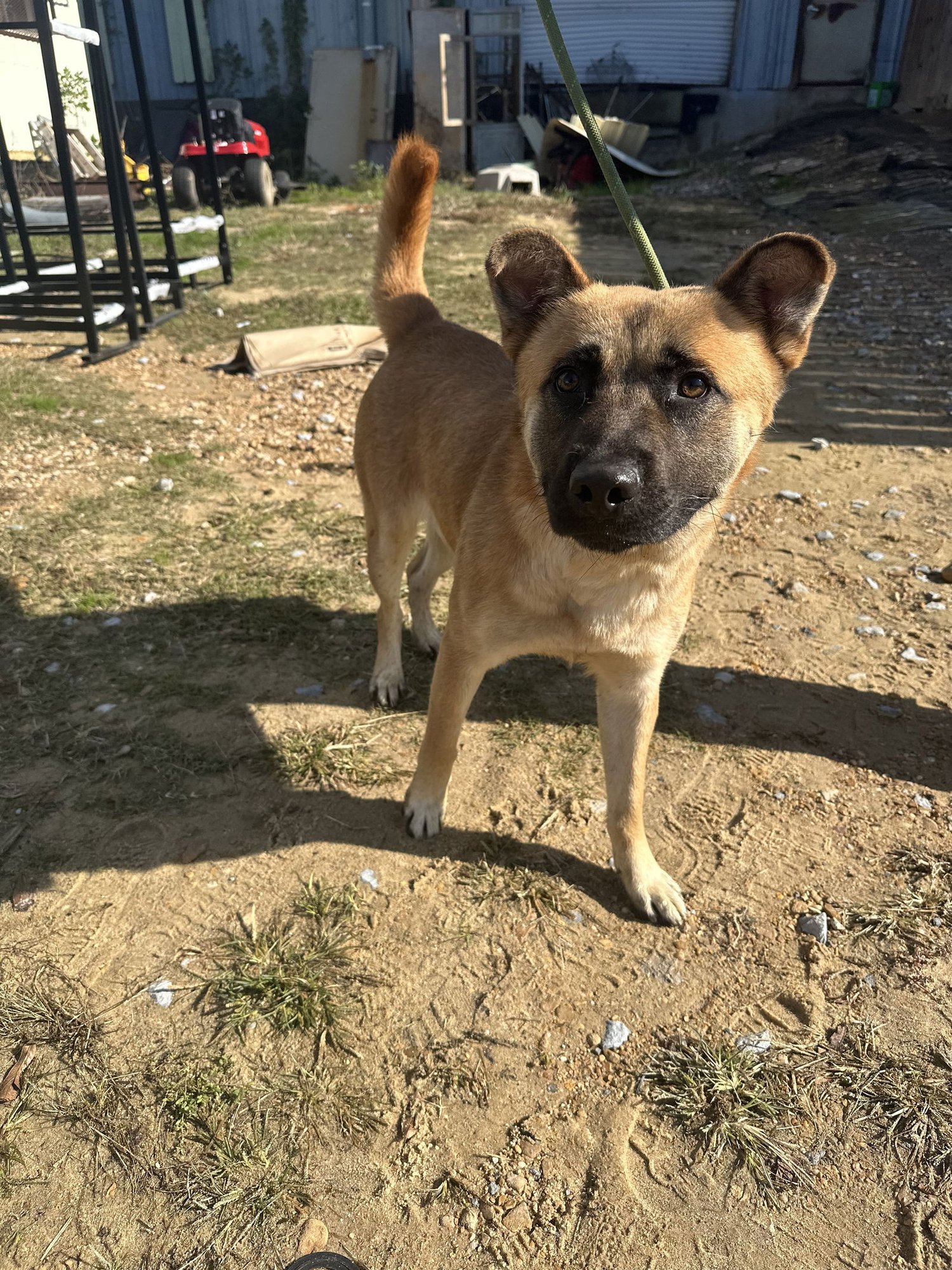 BOBO - Shepherd / Akita available for adoption