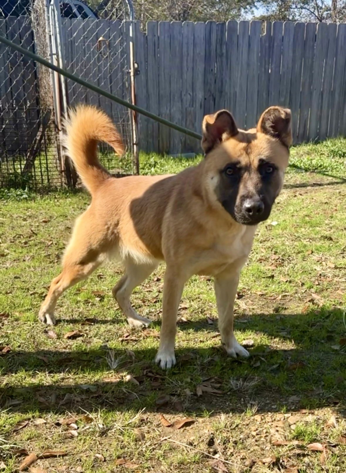 BOBO - Shepherd / Akita available for adoption