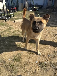 BoBo - Photo 1