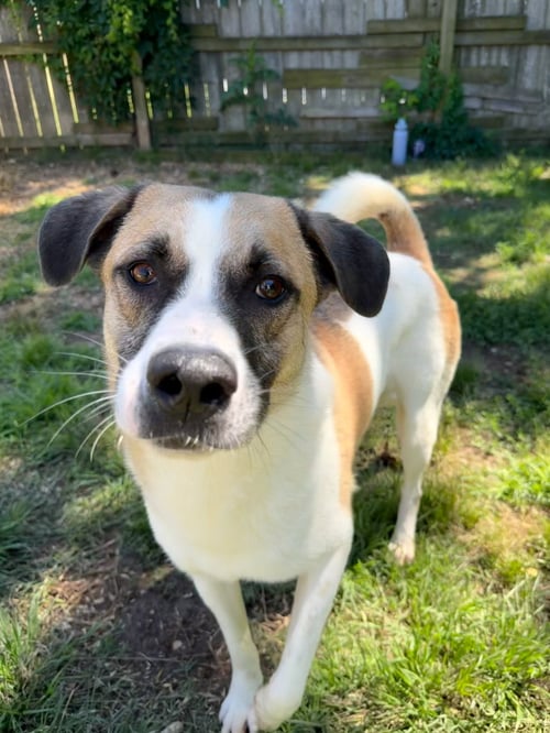 SONNY - Shepherd available for adoption