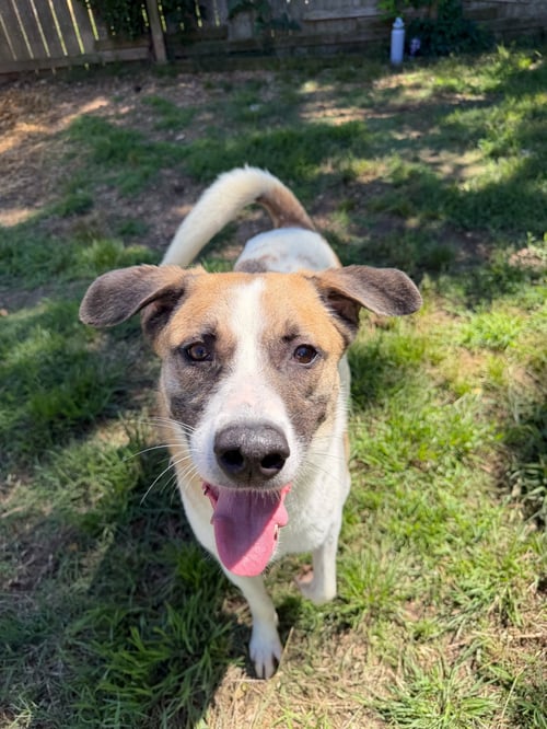 SONNY - Shepherd available for adoption