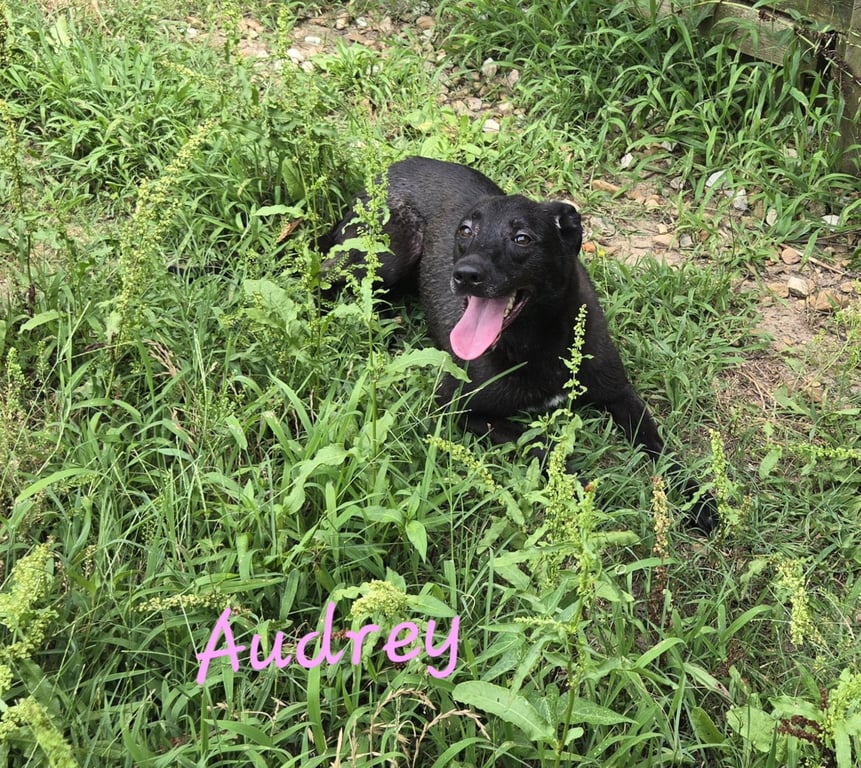 Audrey Image