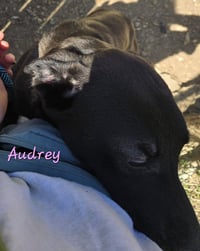 Audrey - Photo 4