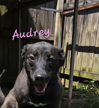 Audrey - Photo 3