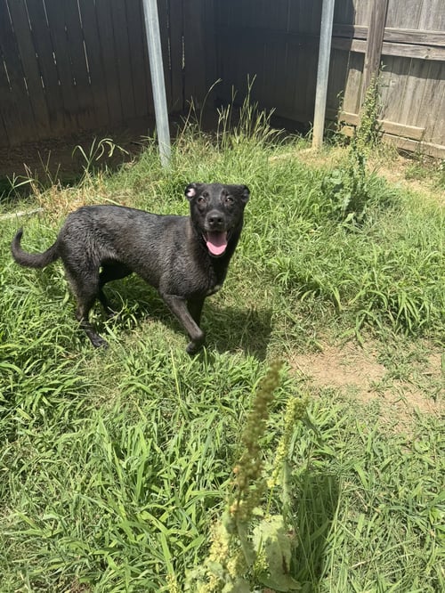 AUDREY - Black Labrador Retriever / Hound available for adoption