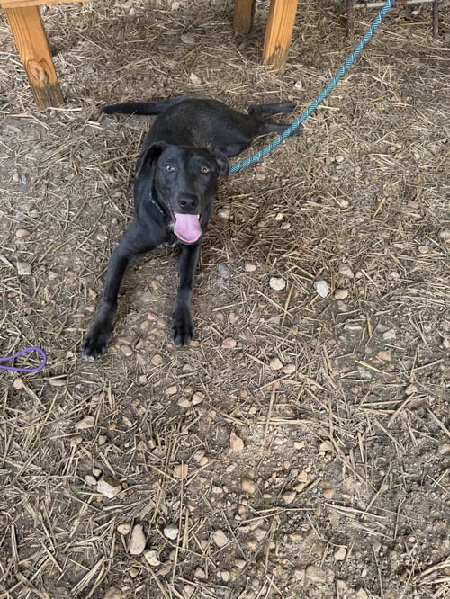 SEBASTIAN - Labrador Retriever available for adoption