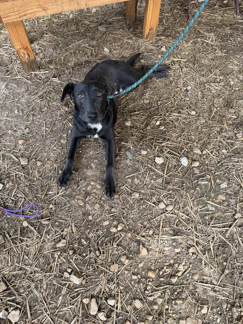 SEBASTIAN - Labrador Retriever available for adoption