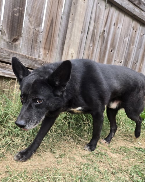 BULLWINKLE - German Shepherd Dog available for adoption